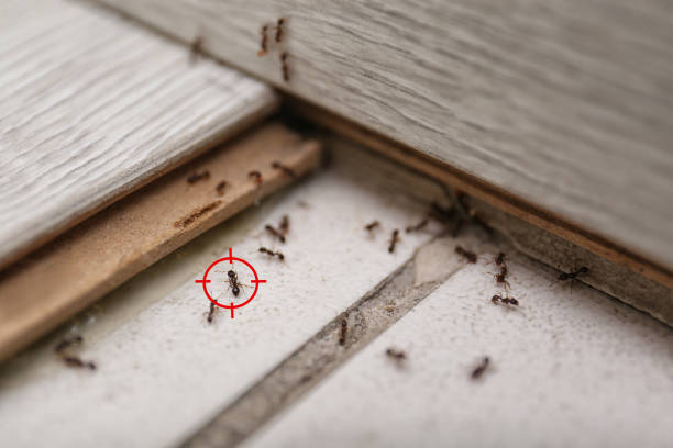 Best Flea Control Services  in West Carthage, NY