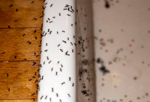 Best Commercial Pest Control Services  in West Carthage, NY