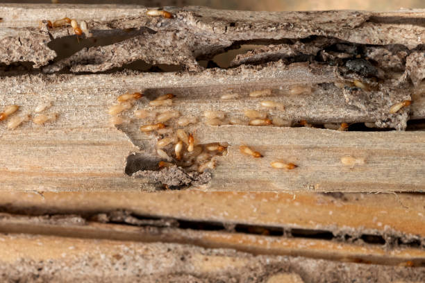 Best Exterminator Services  in West Carthage, NY